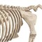 Pig Skeleton Farmyard Halloween Decoration for Spooky Party Displays